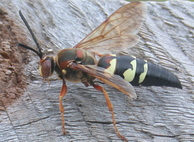 Eastern Cicada-killer